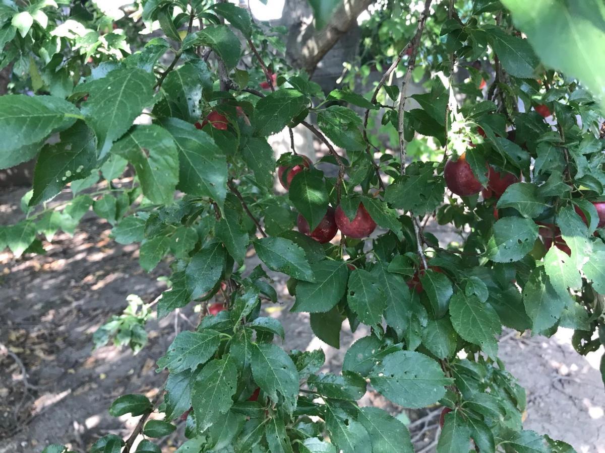 Teachers Farm stay