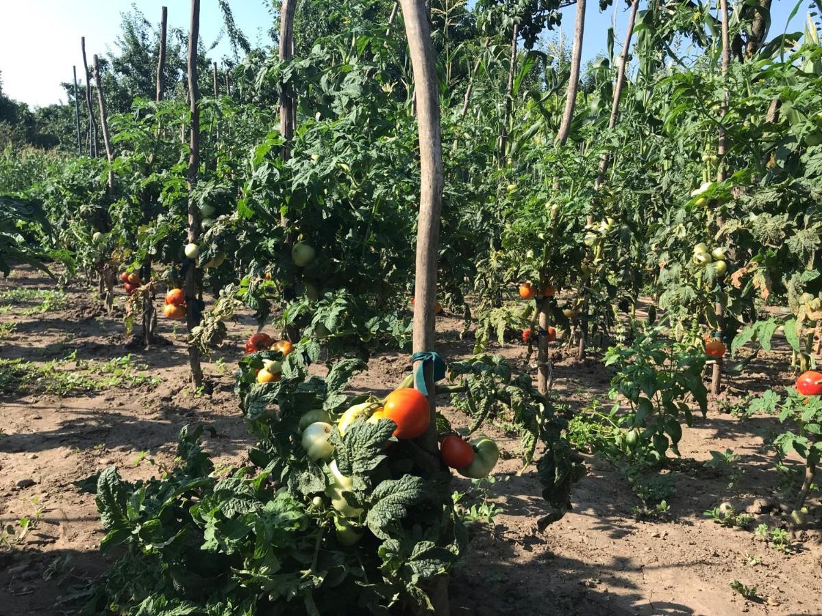 Teachers Farm stay *