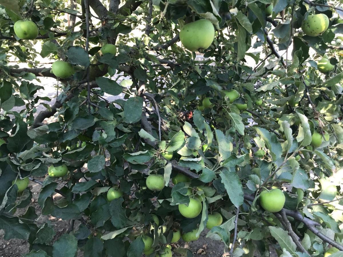 Farm stay Teachers *